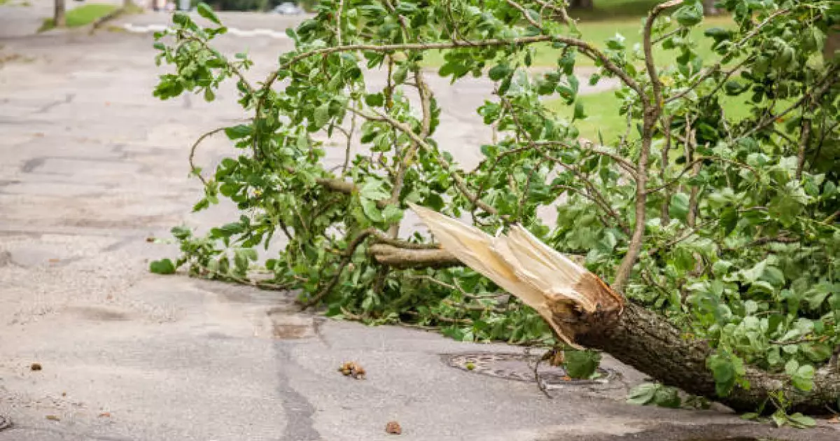  Шымкентте үстіне ағаш құлаған оқушы көз жұмды 