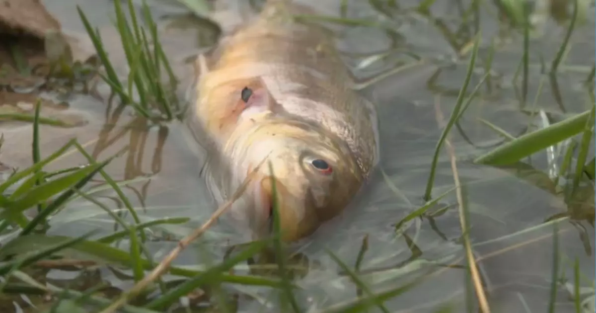   Бадам өзеніндегі «балық қырғыны»   