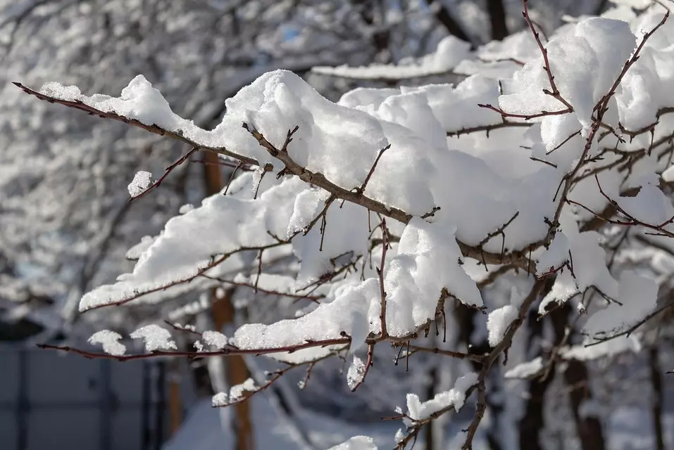 В Шымкенте во дворе дома погиб ребенок - на него упала ветка дерева