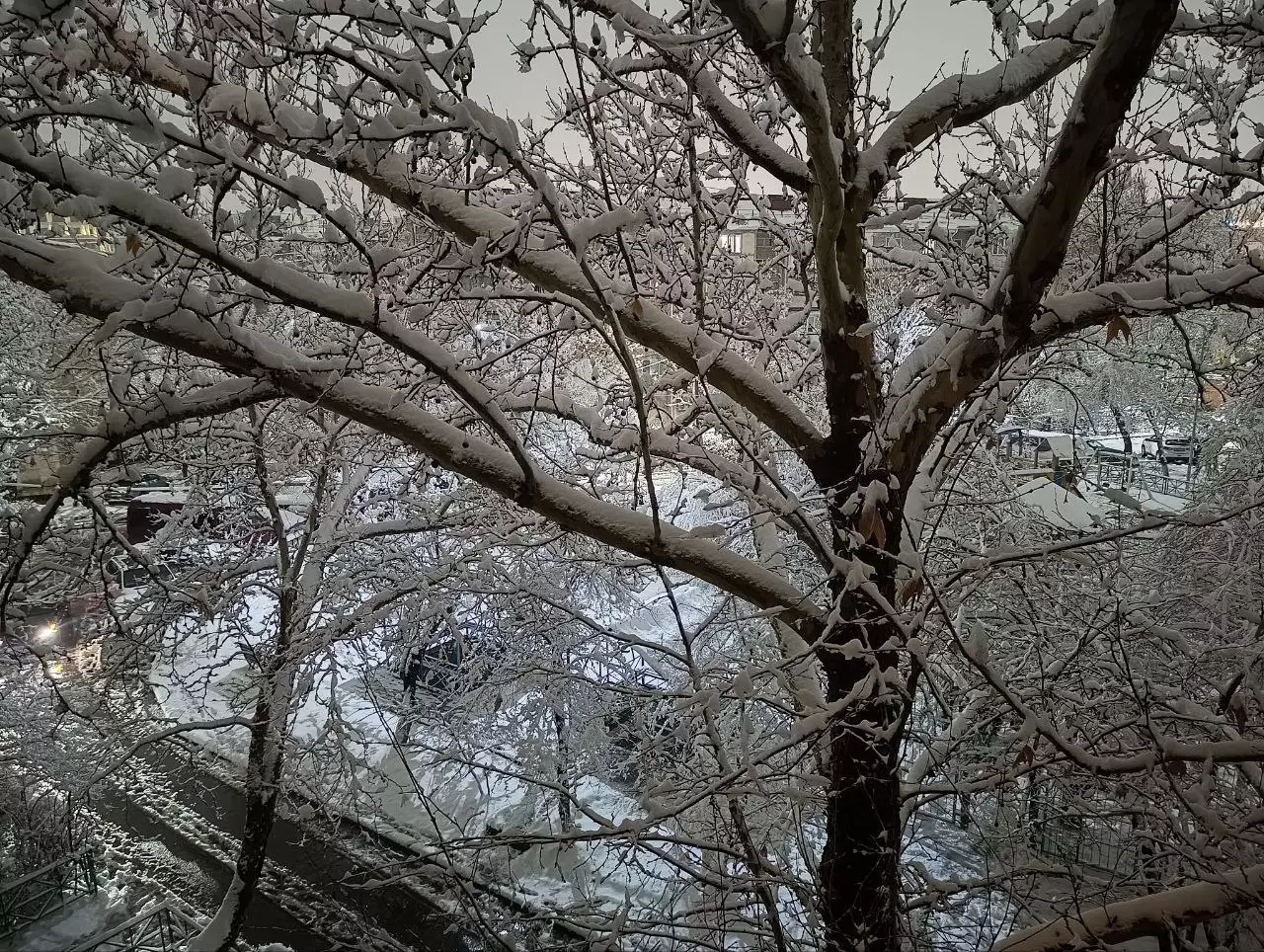 Шымкенттегі қар апаты: 4-сынып оқушысының үстіне ағаш бұтағы құлап, қаза тапты