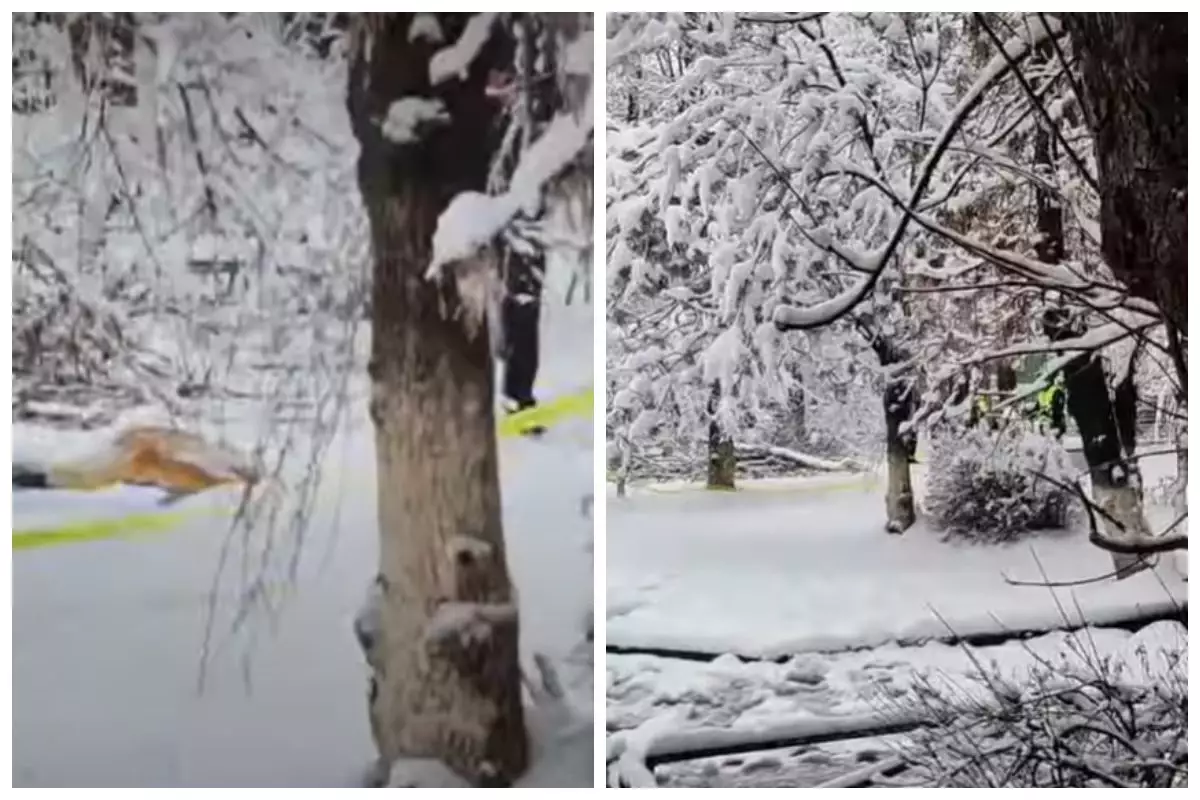 Шымкентте 10 жастағы бала үстіне бұта құлап көз жұмды