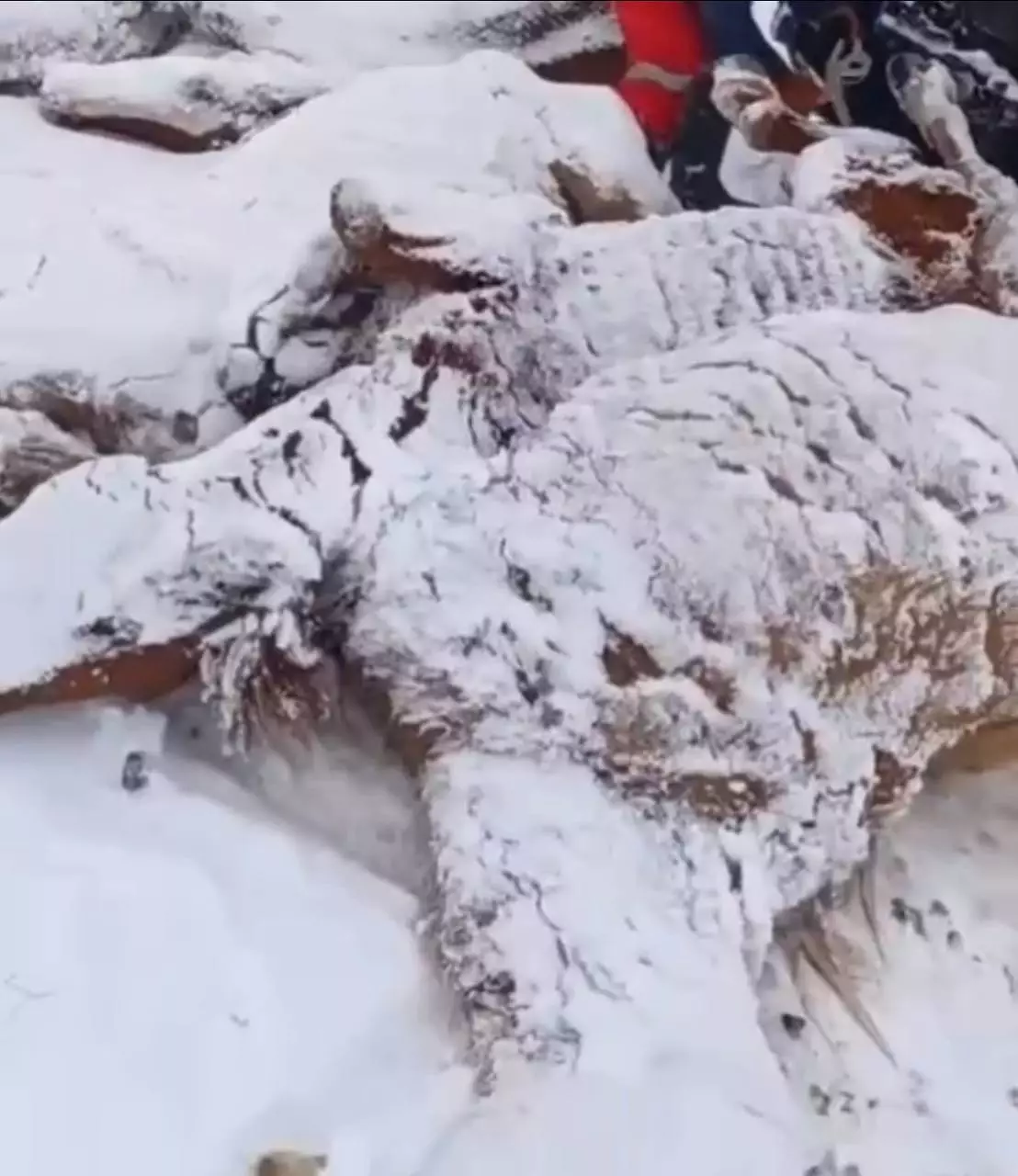 «Мал қараусыз қалған»: БҚО-дағы жұтқа қатысты басқарма жауап берді