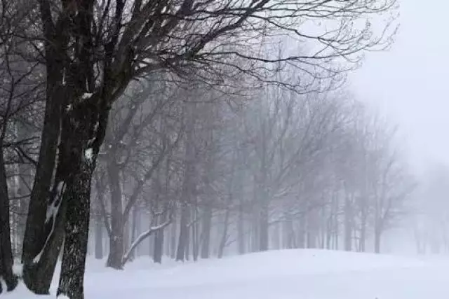 Шымкентте жауған қар салдарынан ағаш құлап, 4-сынып оқушысы көз жұмды