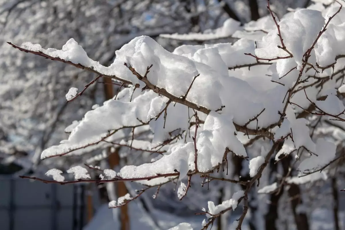 Ветка от дерева рухнула на ребенка в Шымкенте