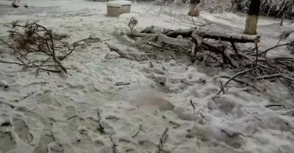 Шымкентте 4-сынып оқушысының үстіне ағаш құлап, мерт болды