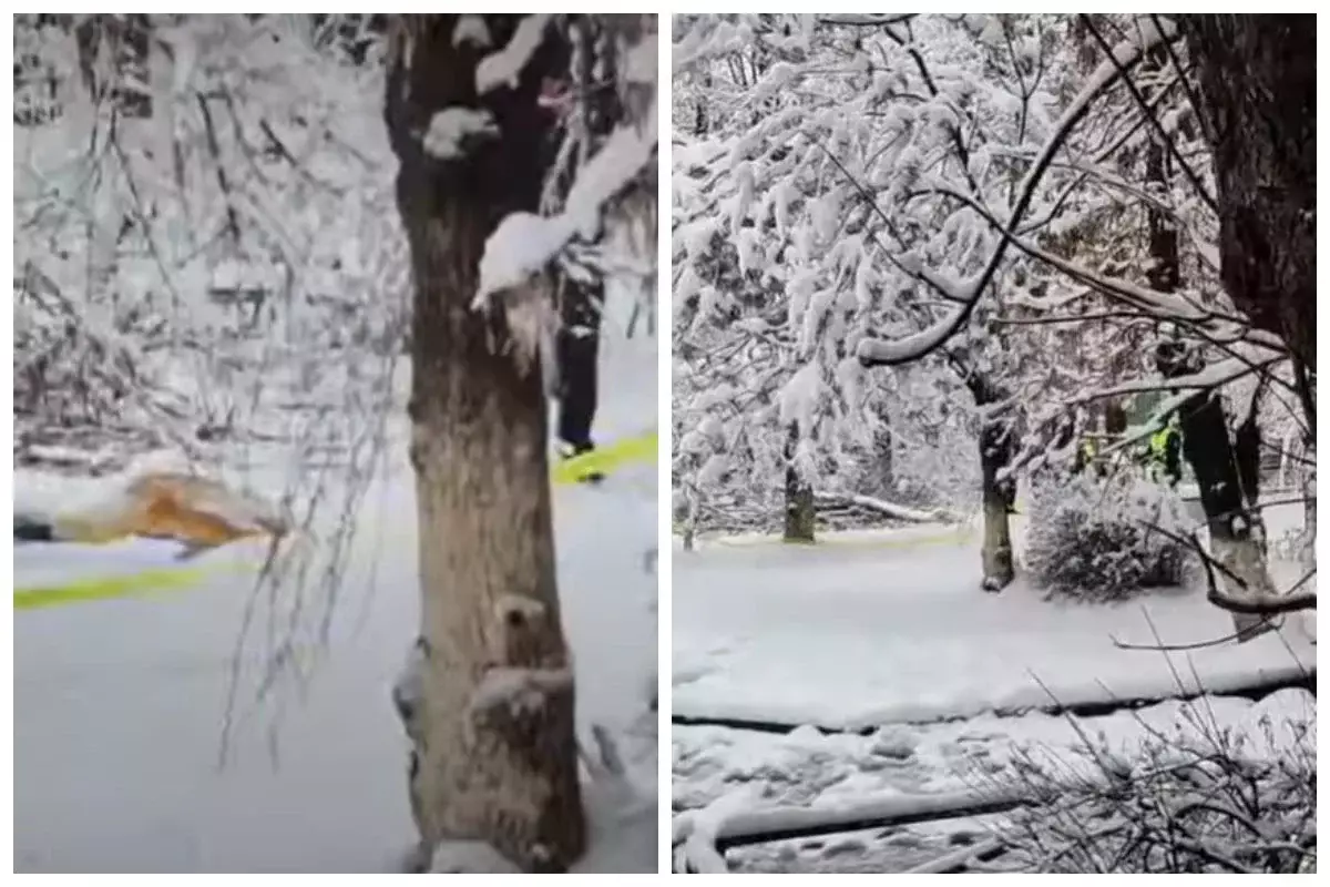 Шымкентте 10 жасар баланың үстіне ағаш бұтағы құлап, көз жұмды