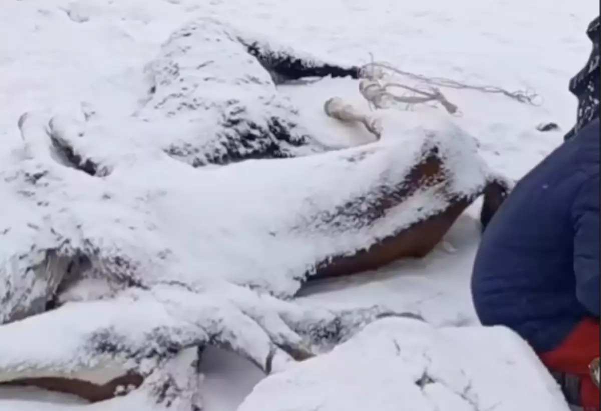 Батыс Қазақстанда жылқылар қырылып жатыр