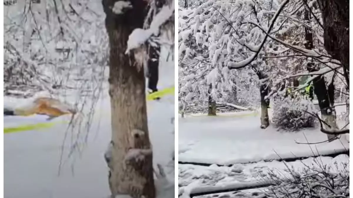 «Үстіне ағаш құлаған»: Шымкентте аулада оқушы қаза тапты