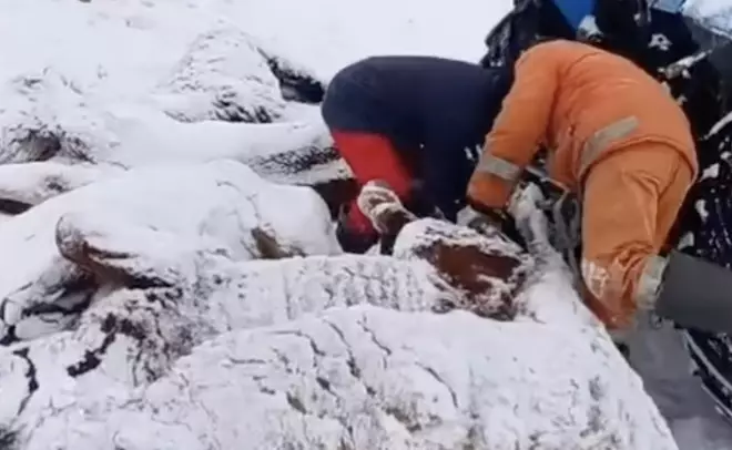 БҚО-да жылқылар қырылып жатыр (ВИДЕО)