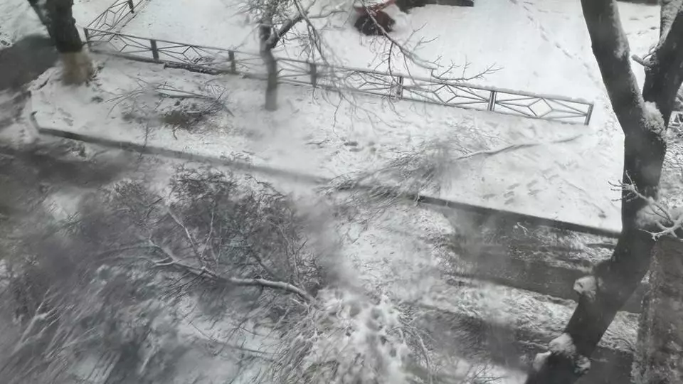 Шымкентте ағаш бұтағы құлап, бала қаза тапты: Әкімдік комиссия құрды