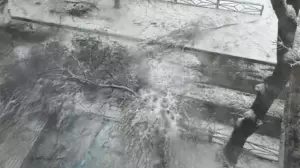 Шымкентте қолайсыз ауа райынан ағаш құлап, бала қаза тапты