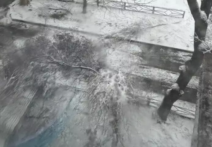 “Үстіне ағаш құлаған“: Шымкентте 10 жастағы бала қайтыс болды