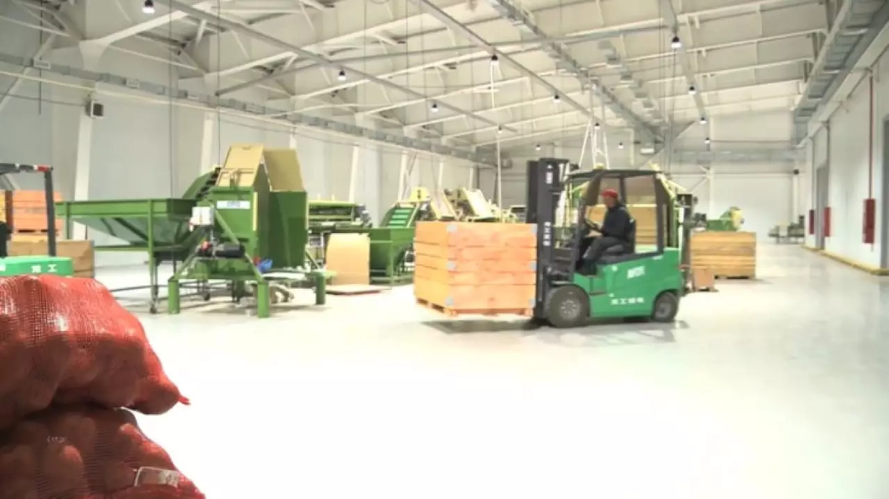 Овощной кластер создают в ВКО