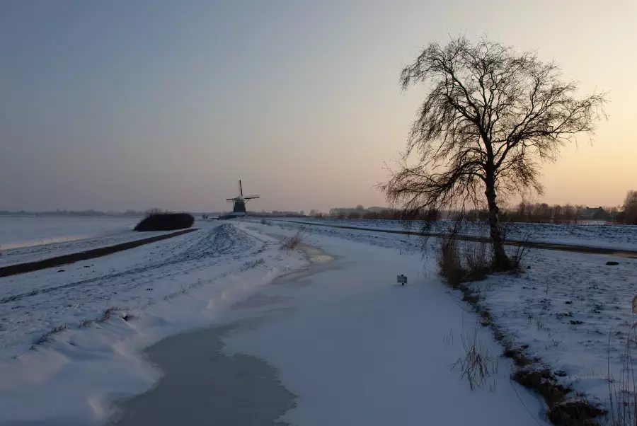 В Шымкенте погиб школьник: на ребёнка упала ветка дерева