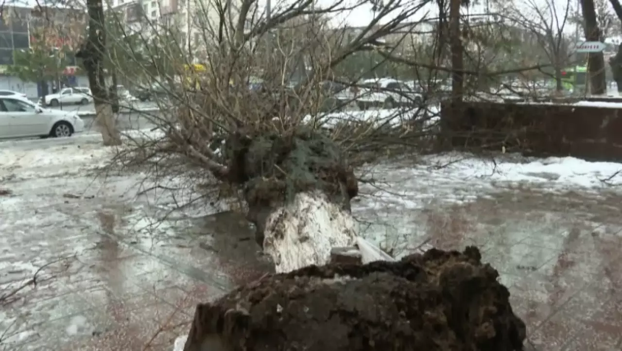 Упавшее дерево убило ребенка в Шымкенте