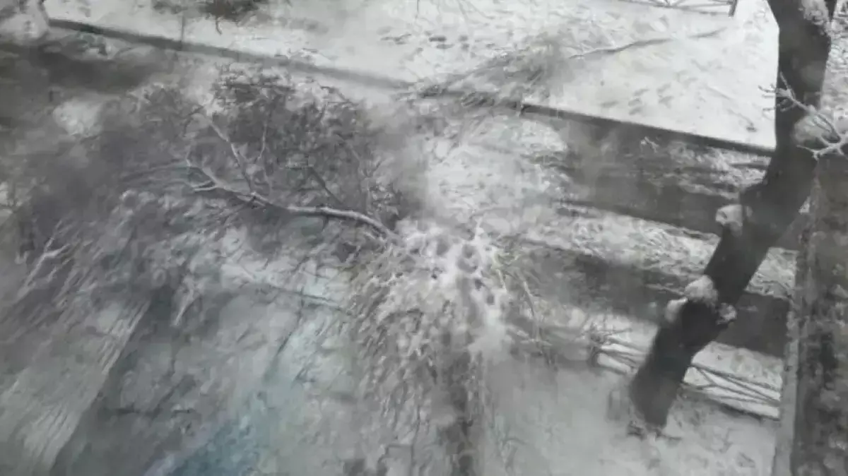 Упавшая ветка дерева убила школьника в Шымкенте - новости на Lada.kz 12.02.2026