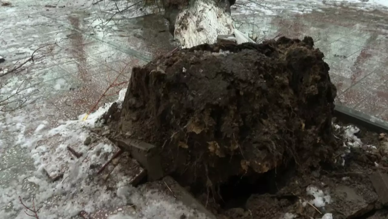 Шымкентте ағаш басып қалған бала қайтыс болды