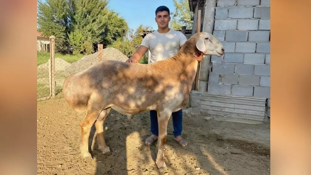 Овцы ростом с человека из Кыргызстана покоряют фермеров со всего мира