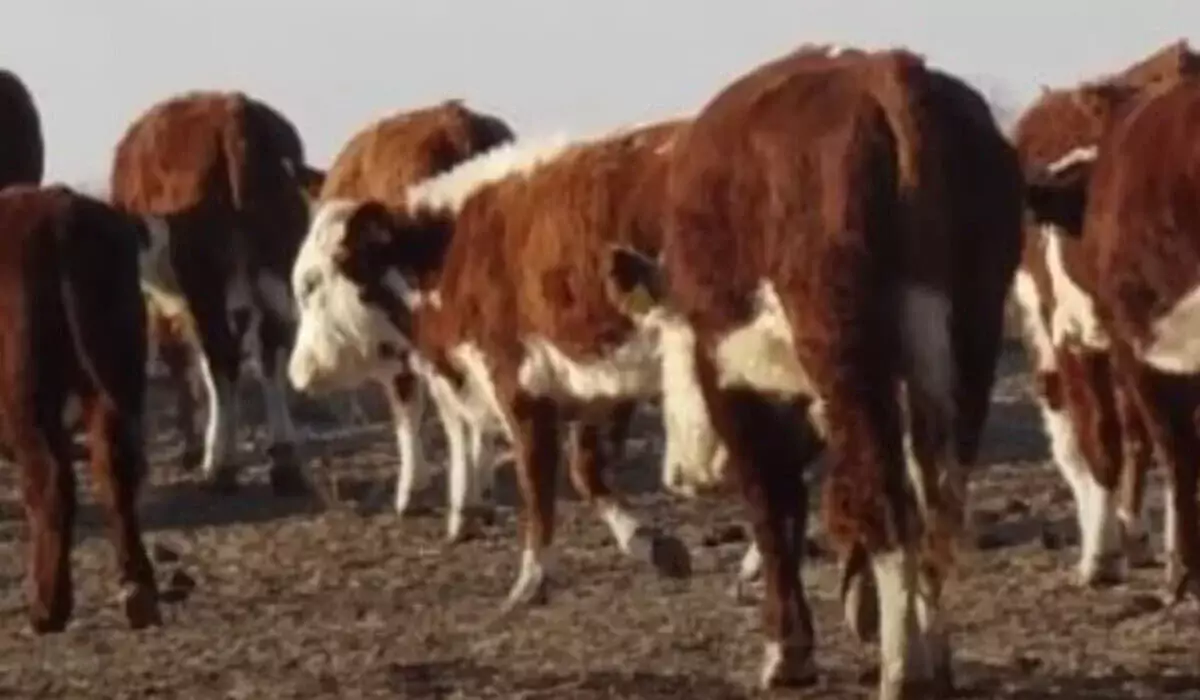 Вспышка заболеваний скота зафиксирована в четырех селах Атырауской области