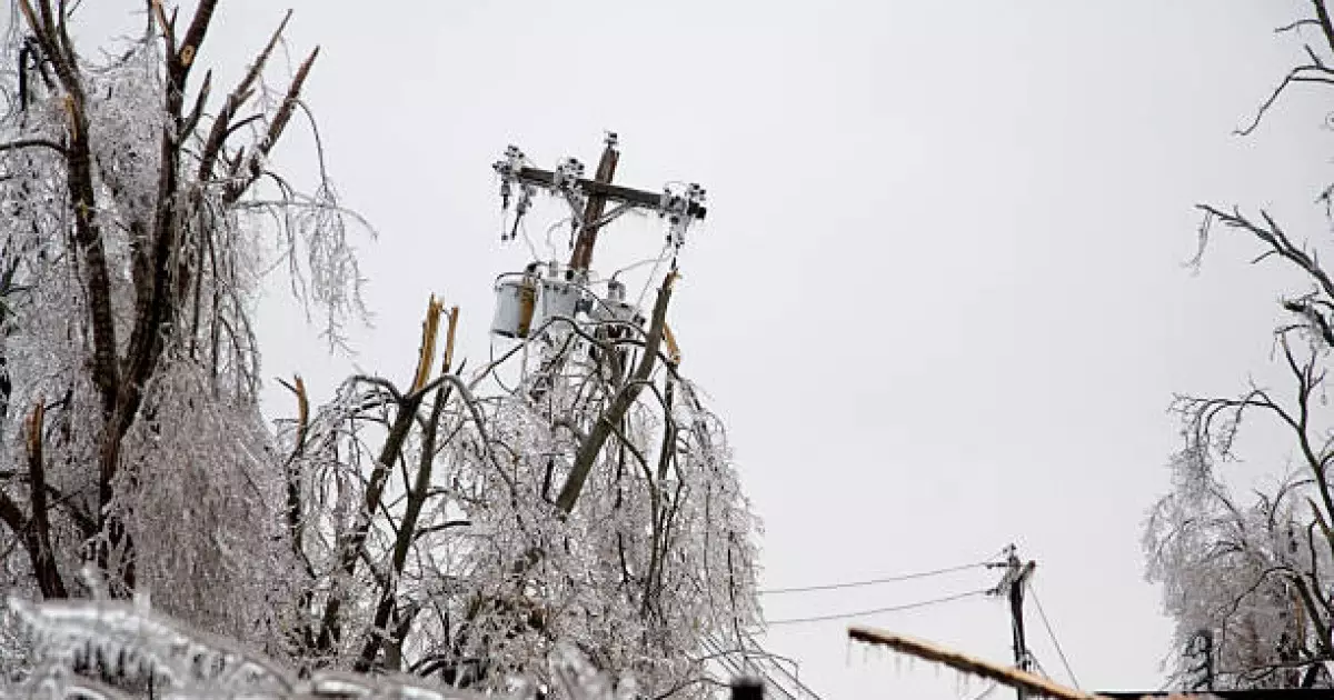   Шымкенттегі көпқабатты үйдің ауласына ағаш құлап, 10 жастағы бала мерт болды   