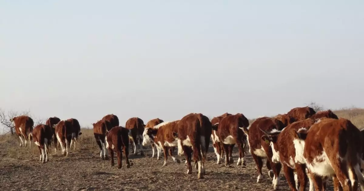   Атырау облысында белгісіз мал ауруы таралуына байланысты сиыр етін сатуға тыйым салынды   