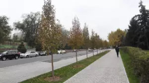Алматыда жаңа дендрологиялық жоспар әзірленіп, ірі көлемді ағаш егу ауқымы кеңейтіледі