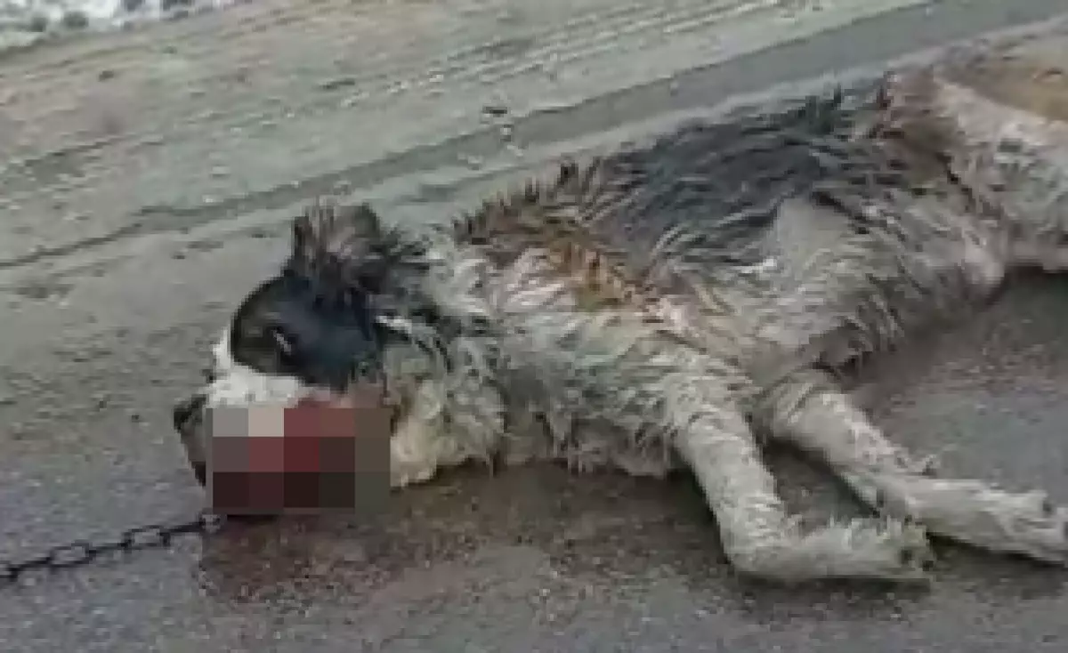 Собаку тащили волоком за машиной на глазах ее хозяйки в поселке Алатау (ВИДЕО)