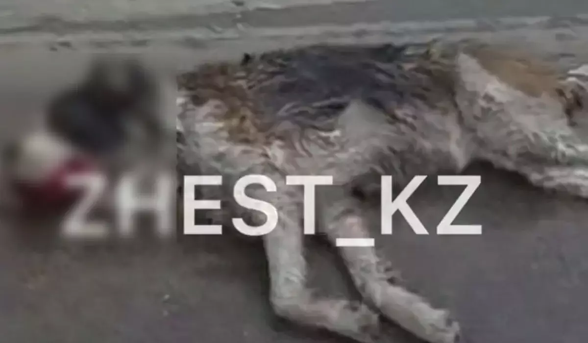 Собаку привязали к машине и протащили по дороге в Алматы (ВИДЕО)