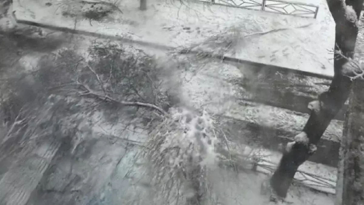 Играл во дворе и погиб: в Шымкенте 10-летнего мальчика насмерть придавило упавшим деревом