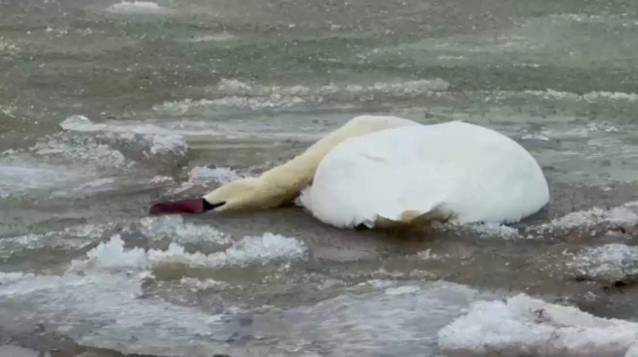 Мёртвых лебедей нашли на побережье Каспия