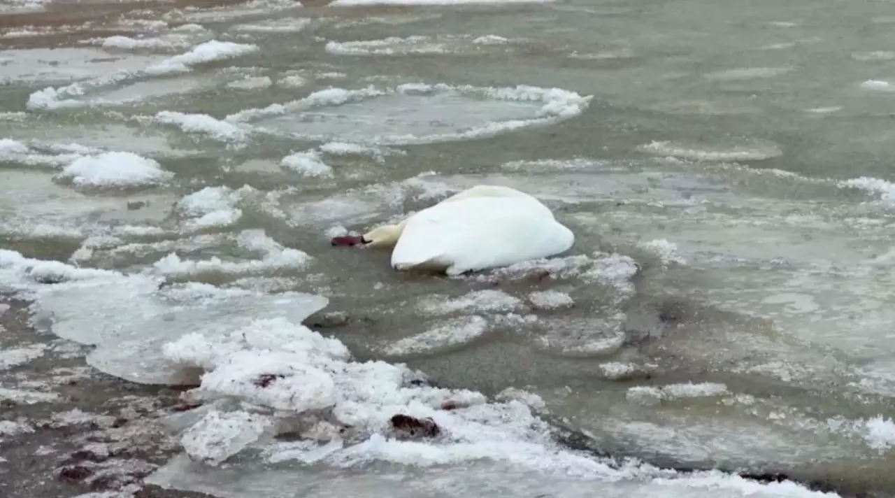 Каспий жағалауынан өлі аққулар табылды