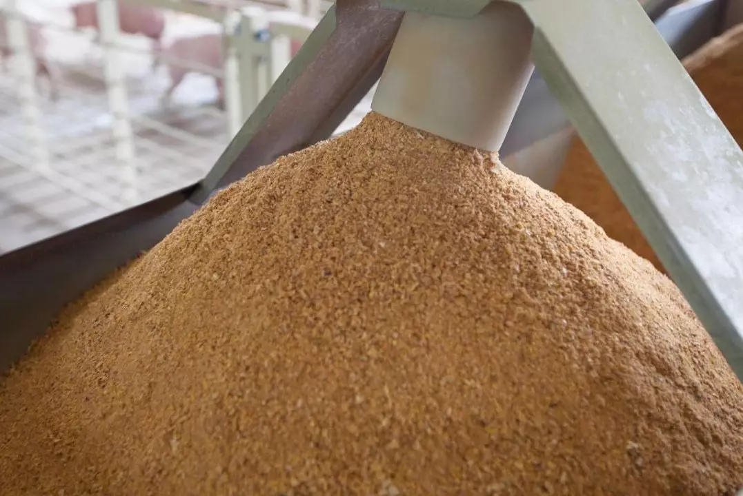 Казахстан отправил целый поезд с кормовой мукой в Китай