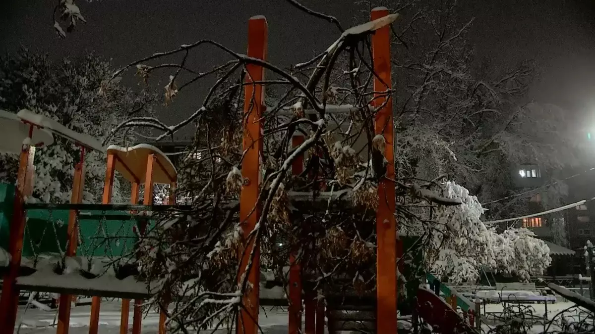 Шымкентте 10 жастағы баланың үстіне ағаш құлап, көз жұмды