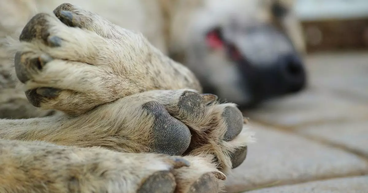  Алатау қаласында итті иесінің көзінше көліктің артына байлап сүйреген (ВИДЕО) 