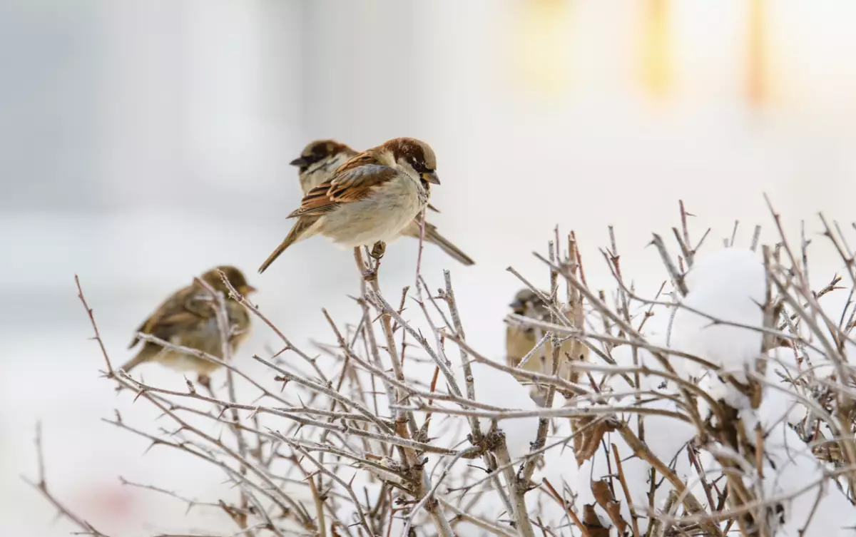 «Боран, қалың қар»: Бүгін ел аумағында қатты аяз күтіледі