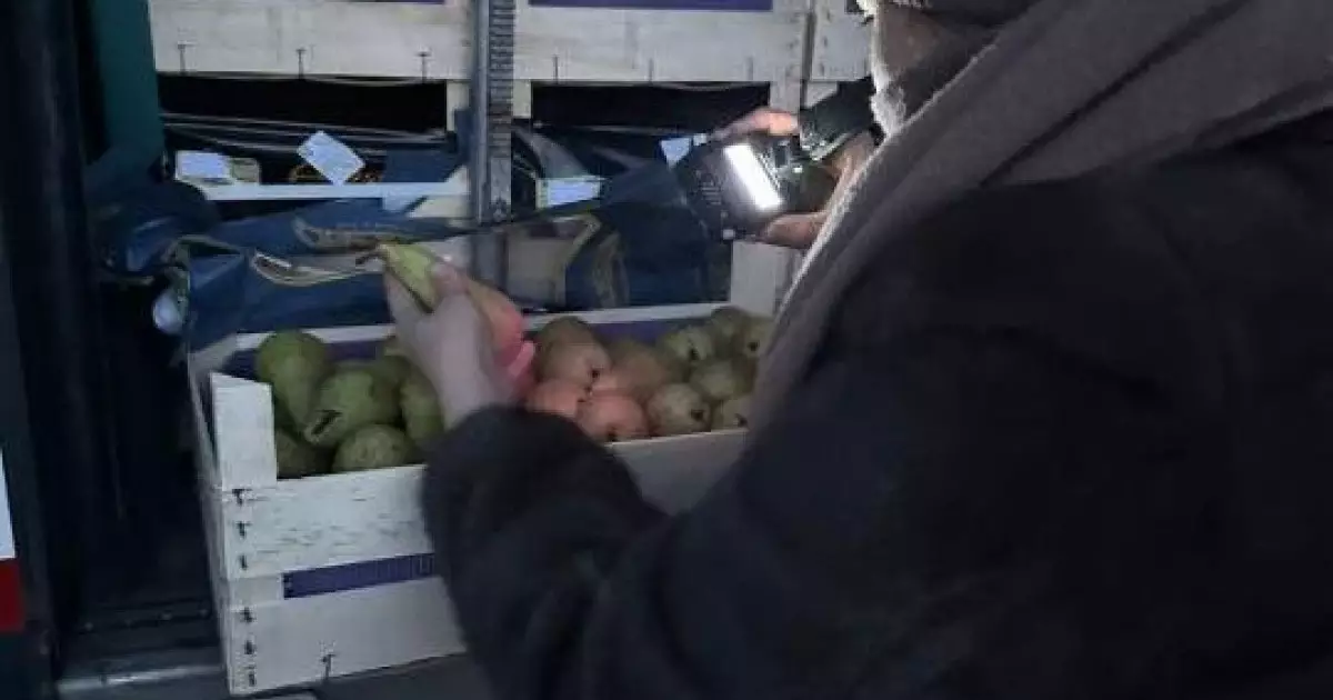  Бельгиядан Қазақстанға келген 19,2 тонна алмұрт кері қайтарылды 