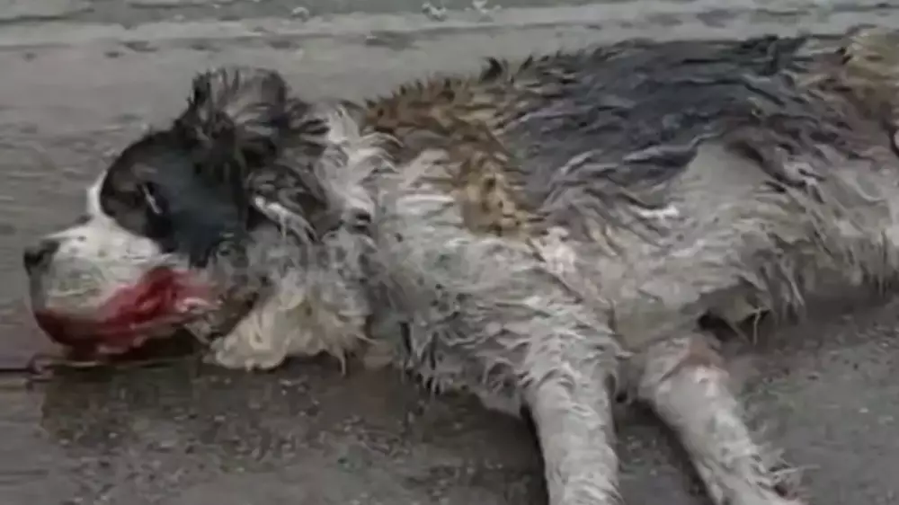 Алматыда біреу итті көлікке байлап, жол бойымен сүйреген: адамшошырлық кадрлар