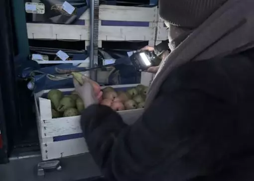 Бельгиядан Қазақстанға әкелінген 19 тоннадан аса алмұрт кері қайтарылды