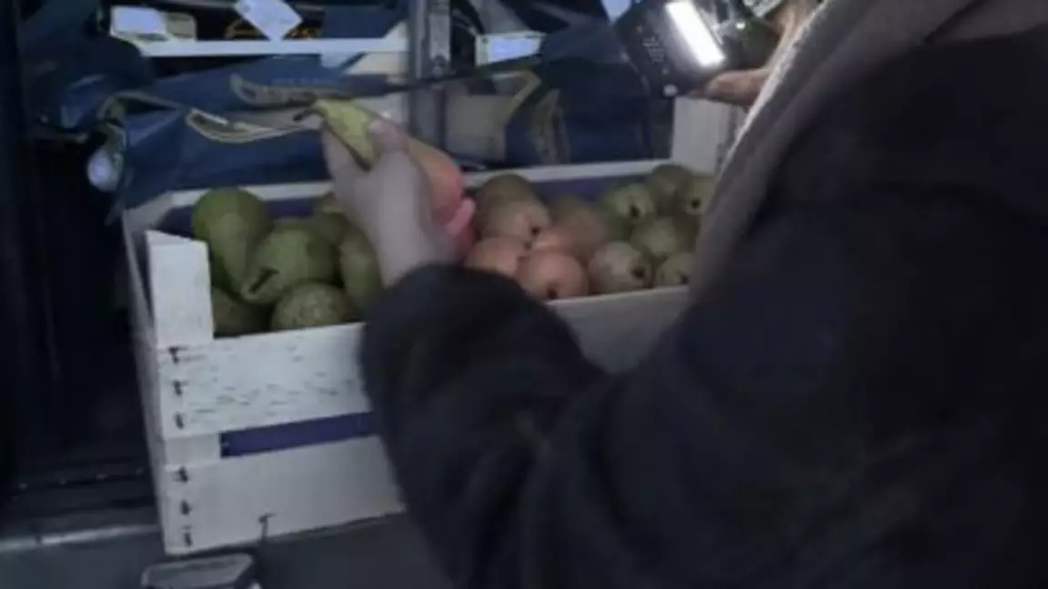 Бельгиядан әкелінген 19 тоннадан аса алмұртты Қазақстанға кіргізуге рұқсат берілмеген