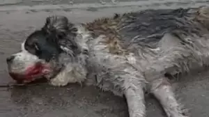 Алматыда итті көлікке байлап сүйреген адам ұсталды 