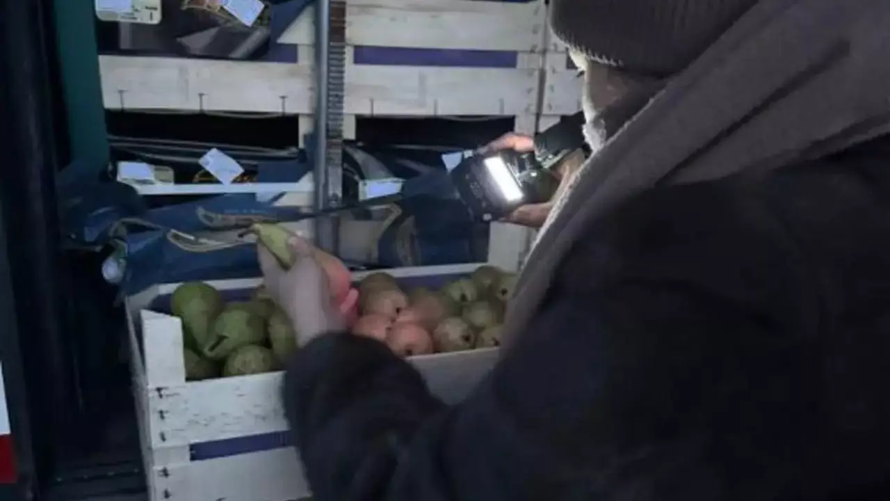 Маңғыстауда Бельгиядан келген 19 тонна алмұрт кері қайтарылды: Себебі неде?