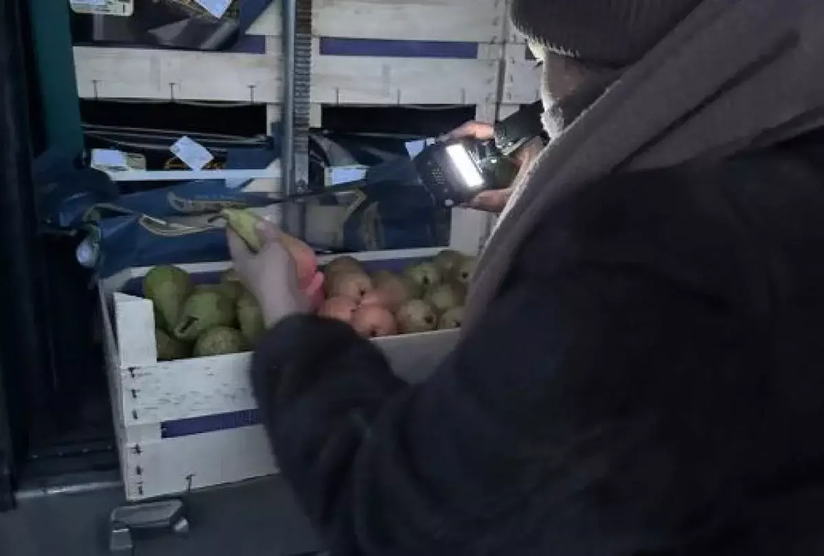 Партия отправлена обратно: импорт груш из Бельгии в Казахстан был сорван