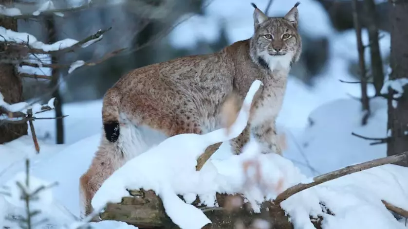 После наезда авто раненая рысь появилась в поселке Азат