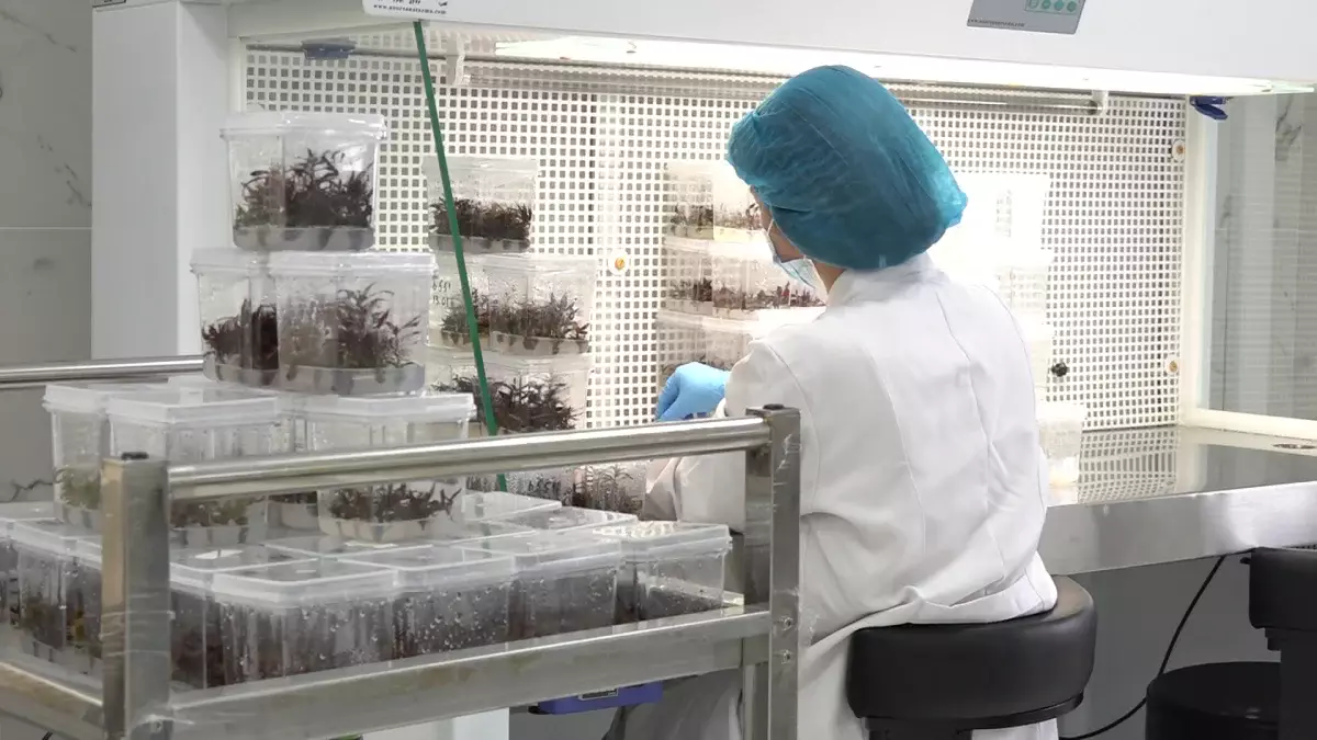 Green innovation 2030: Алматыда зетханада таза, әрі вируссыз өсімдіктер өсіріліп жатыр