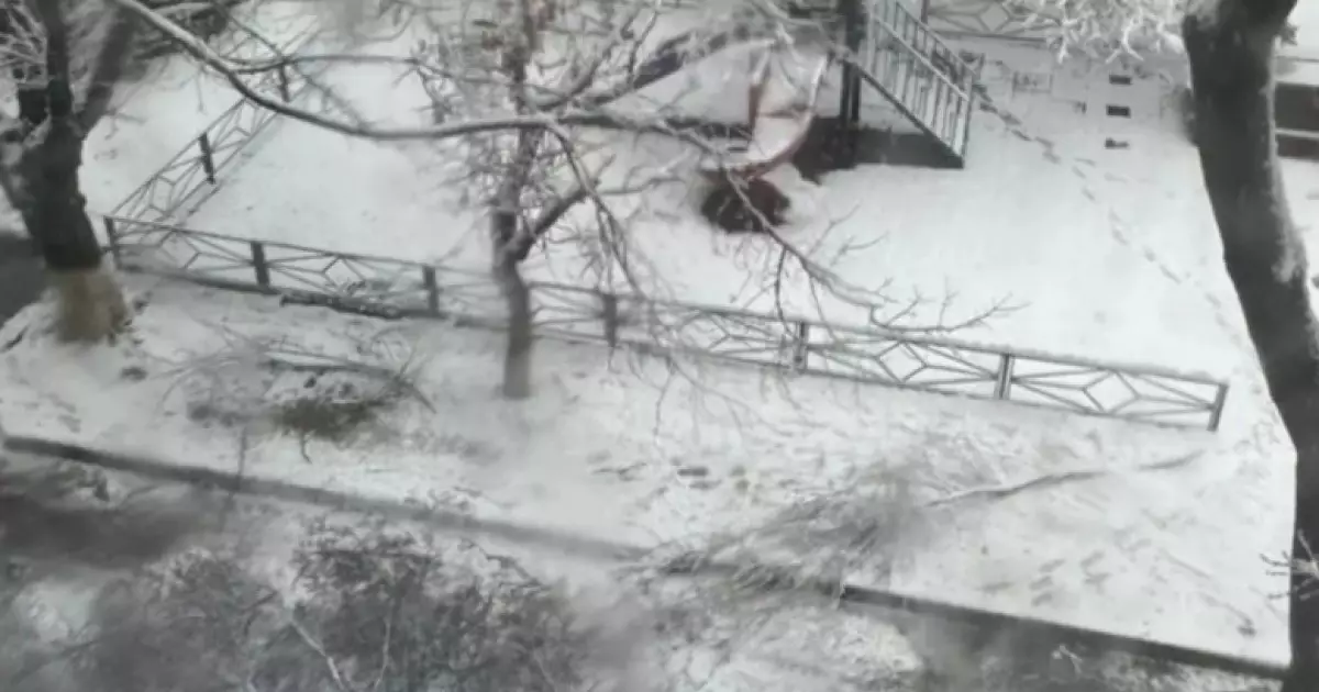  Үстіне ағаш құлап көз жұмған бала. Оқиғаға қатысты тың деректер шықты 