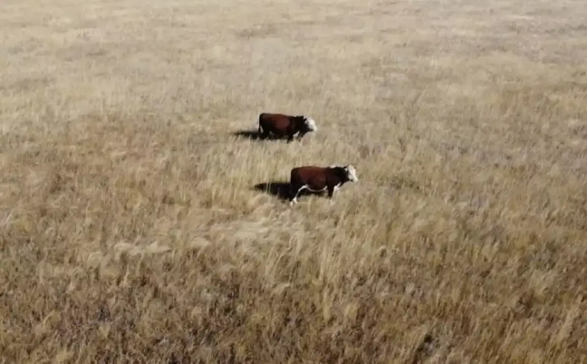 Үкімет шаруаларды дронмен және жасанды интеллектпен мал бағуға мәжбүрлемек