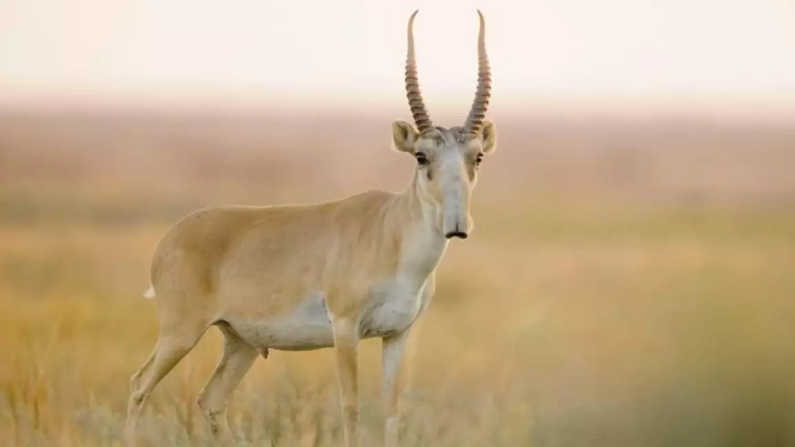 Мамандар Маңғыстаудағы киіктерді санап шықты