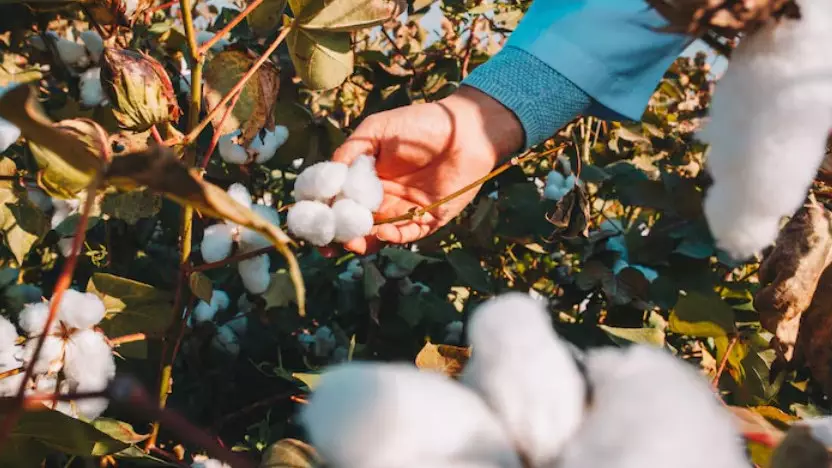 Казахстан собрал рекордный урожай хлопка за 21 год