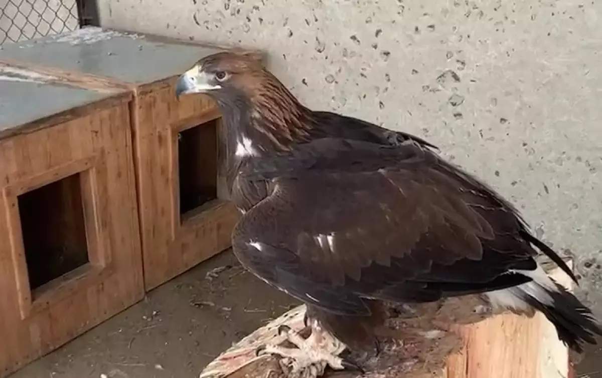 Қызыл кітапқа енген сирек құстарды шетел асырмақ болған қылмыстық топ ұсталды