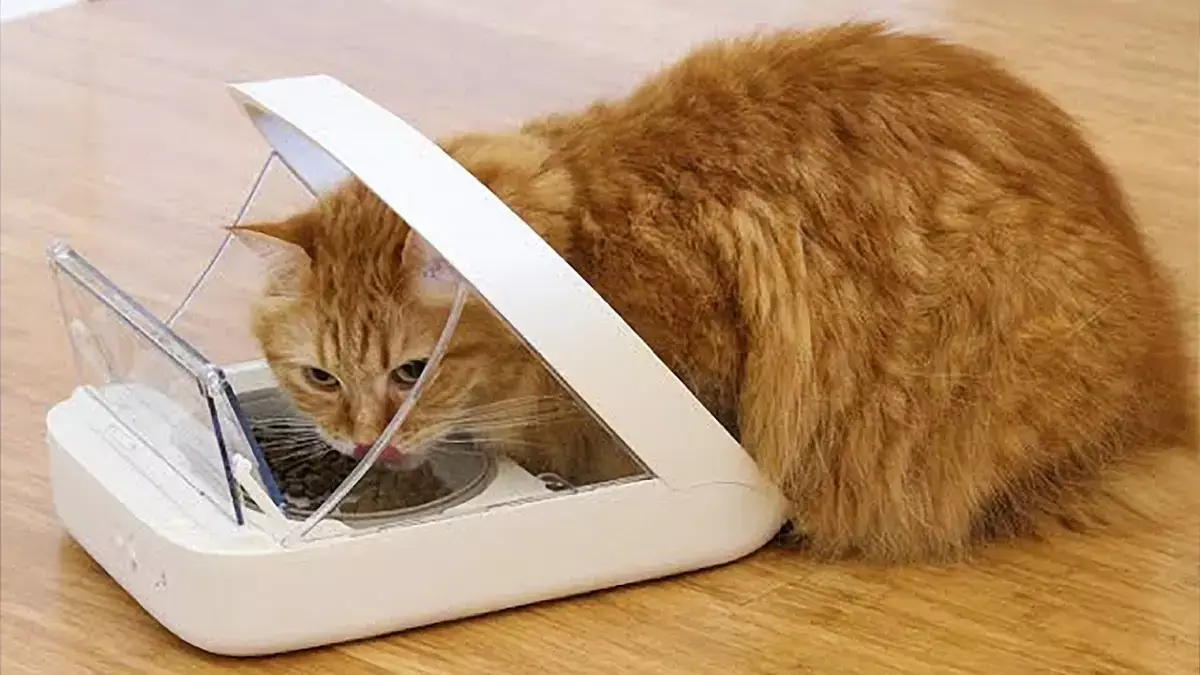 Шпионаж из миски: как обычная кормушка для кота открывает хакерам двери в вашу квартиру - новости на Lada.kz 13.02.2026